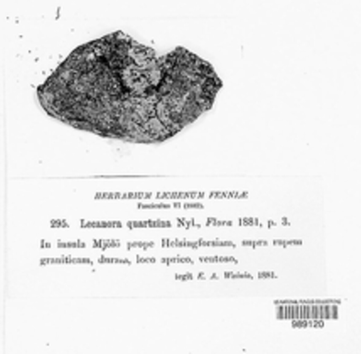Lecanora quartzina image